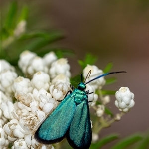 Pollanisus (genus) (A Forester Moth) at Penrose, NSW by Aussiegall