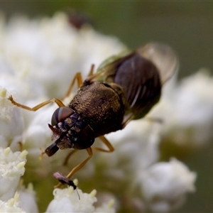 Odontomyia opertanea (A soldier fly) at Bungonia, NSW by KorinneM