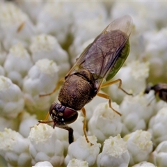 Odontomyia opertanea at Bungonia, NSW - 17 Nov 2024