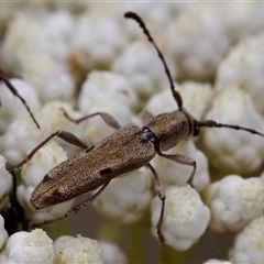 Pempsamacra tillides (Longhorn or longicorn beetle) at Bungonia, NSW - 17 Nov 2024 by KorinneM