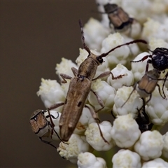 Pempsamacra tillides at Bungonia, NSW - 17 Nov 2024