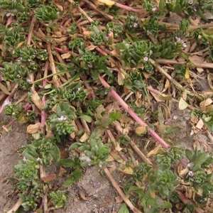 Lythrum hyssopifolia at Weetangera, ACT - 13 Nov 2024