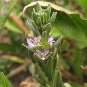 Lythrum hyssopifolia at Weetangera, ACT - 13 Nov 2024