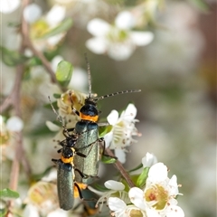 Chauliognathus lugubris at Penrose, NSW - 23 Nov 2024 by Aussiegall