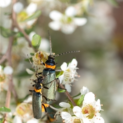 Chauliognathus lugubris (Plague Soldier Beetle) at Penrose, NSW - 23 Nov 2024 by Aussiegall