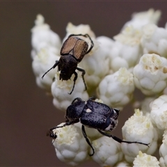 Microvalgus sp. (genus) (Flower scarab) at Bungonia, NSW - 17 Nov 2024 by KorinneM