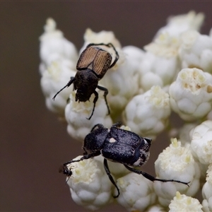 Microvalgus sp. (genus) at Bungonia, NSW - 17 Nov 2024