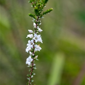 Epacris microphylla at Penrose, NSW - suppressed