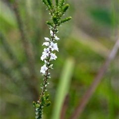 Epacris microphylla at Penrose, NSW - suppressed