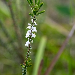 Epacris microphylla at Penrose, NSW - suppressed