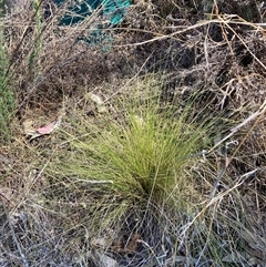 Nassella trichotoma (Serrated Tussock) at Watson, ACT - 22 Nov 2024 by waltraud