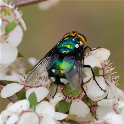 Rutilia (Ameniamima) argentifera at Uriarra Village, ACT - 22 Nov 2024 by DPRees125