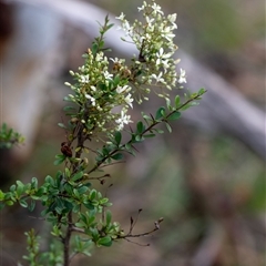 Bursaria spinosa (Native Blackthorn, Sweet Bursaria) at Penrose, NSW - 23 Nov 2024 by Aussiegall