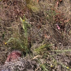 Nassella trichotoma (Serrated Tussock) at Watson, ACT - 22 Nov 2024 by waltraud