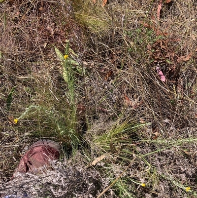 Nassella trichotoma (Serrated Tussock) at Watson, ACT - 21 Nov 2024 by waltraud