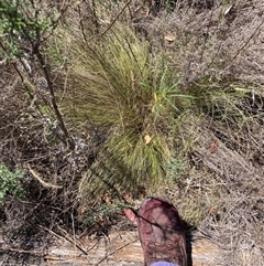 Nassella trichotoma (Serrated Tussock) at Watson, ACT - 22 Nov 2024 by waltraud