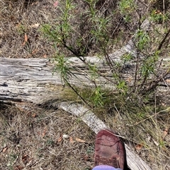 Nassella trichotoma at Watson, ACT - 22 Nov 2024 11:57 AM