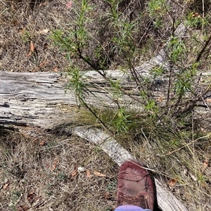 Nassella trichotoma at Watson, ACT - 22 Nov 2024 11:57 AM