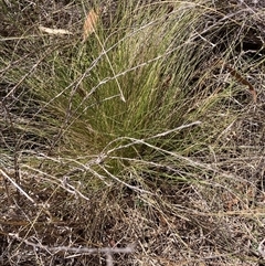 Nassella trichotoma at Watson, ACT - 22 Nov 2024 11:57 AM