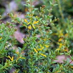 Persoonia oxycoccoides (A Geebung) at Penrose, NSW - 23 Nov 2024 by Aussiegall