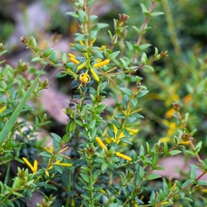 Persoonia oxycoccoides at Penrose, NSW - 23 Nov 2024