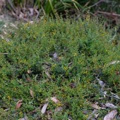 Persoonia oxycoccoides at Penrose, NSW - 23 Nov 2024