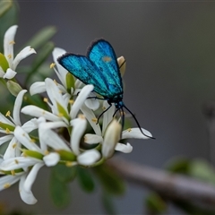 Pollanisus (genus) (A Forester Moth) at Penrose, NSW - 23 Nov 2024 by Aussiegall