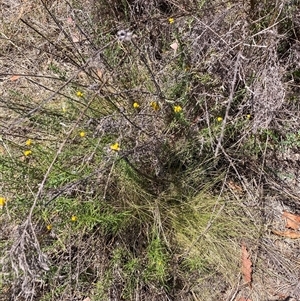 Nassella trichotoma at Watson, ACT - 22 Nov 2024