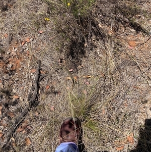 Nassella trichotoma at Watson, ACT - 22 Nov 2024