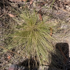 Nassella trichotoma at Watson, ACT - 22 Nov 2024