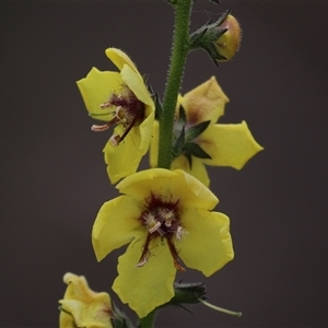 Verbascum virgatum at Hume, ACT - 24 Nov 2024