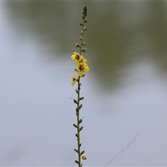 Verbascum virgatum at Hume, ACT - 24 Nov 2024