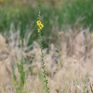 Verbascum virgatum at Hume, ACT - 24 Nov 2024