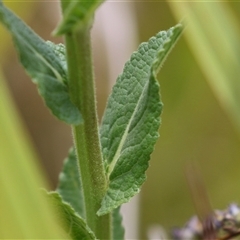 Verbascum virgatum at Hume, ACT - 24 Nov 2024