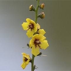 Verbascum virgatum at Hume, ACT - 24 Nov 2024