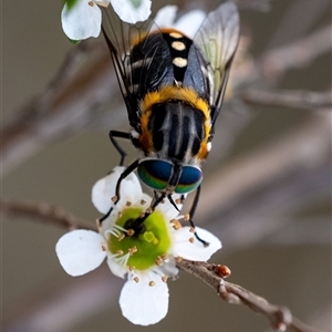 Scaptia (Scaptia) auriflua (A flower-feeding march fly) at Penrose, NSW by Aussiegall