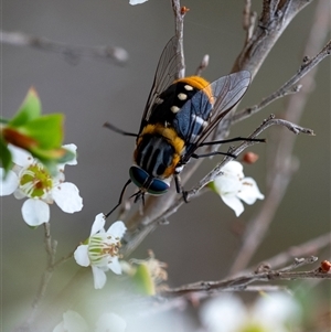 Scaptia (Scaptia) auriflua at Penrose, NSW - suppressed