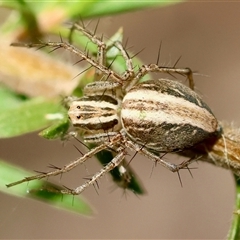 Oxyopes sp. (genus) (Lynx spider) at Moruya, NSW - 21 Nov 2024 by LisaH