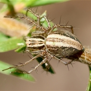 Oxyopes sp. (genus) at Moruya, NSW - suppressed