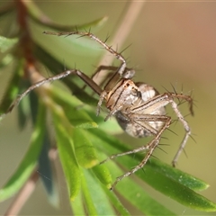 Oxyopes (genus) at Moruya, NSW - suppressed