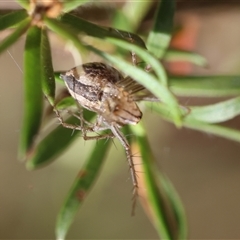 Oxyopes (genus) at Moruya, NSW - suppressed