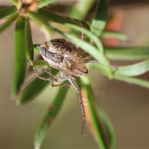 Oxyopes sp. (genus) at Moruya, NSW - suppressed