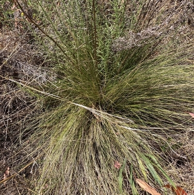 Nassella trichotoma (Serrated Tussock) at Watson, ACT - 22 Nov 2024 by waltraud