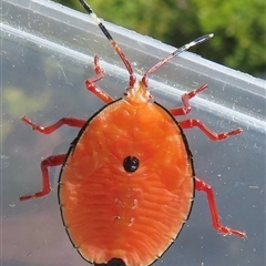 Musgraveia sulciventris (Bronze Orange Bug) at Narrabundah, ACT - 14 Nov 2024 by RobParnell