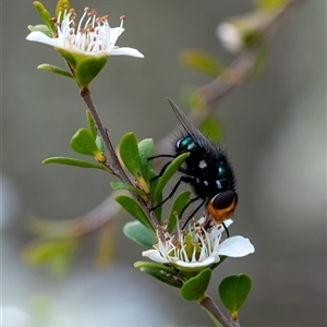 Amenia sp. (genus) at Penrose, NSW - 23 Nov 2024