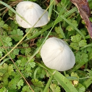 Unidentified Fungus at Ghan, NT by Brouhaha