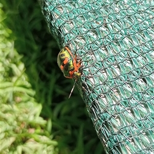 Scutiphora pedicellata (Metallic Jewel Bug) at Ghan, NT by Brouhaha