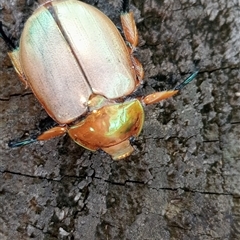 Unidentified Insect at Laurieton, NSW - 24 Nov 2024 by Brouhaha