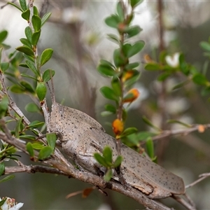 Goniaea australasiae (Gumleaf grasshopper) at Penrose, NSW by Aussiegall