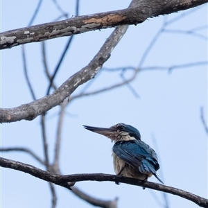 Todiramphus sanctus at Penrose, NSW - 23 Nov 2024